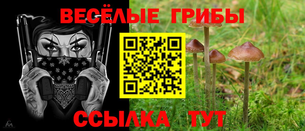 наркота  Вход с VPN  Тулун  Галлюциногенные грибы Psilocybine cubensis 
